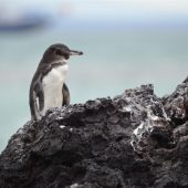  Galapagos